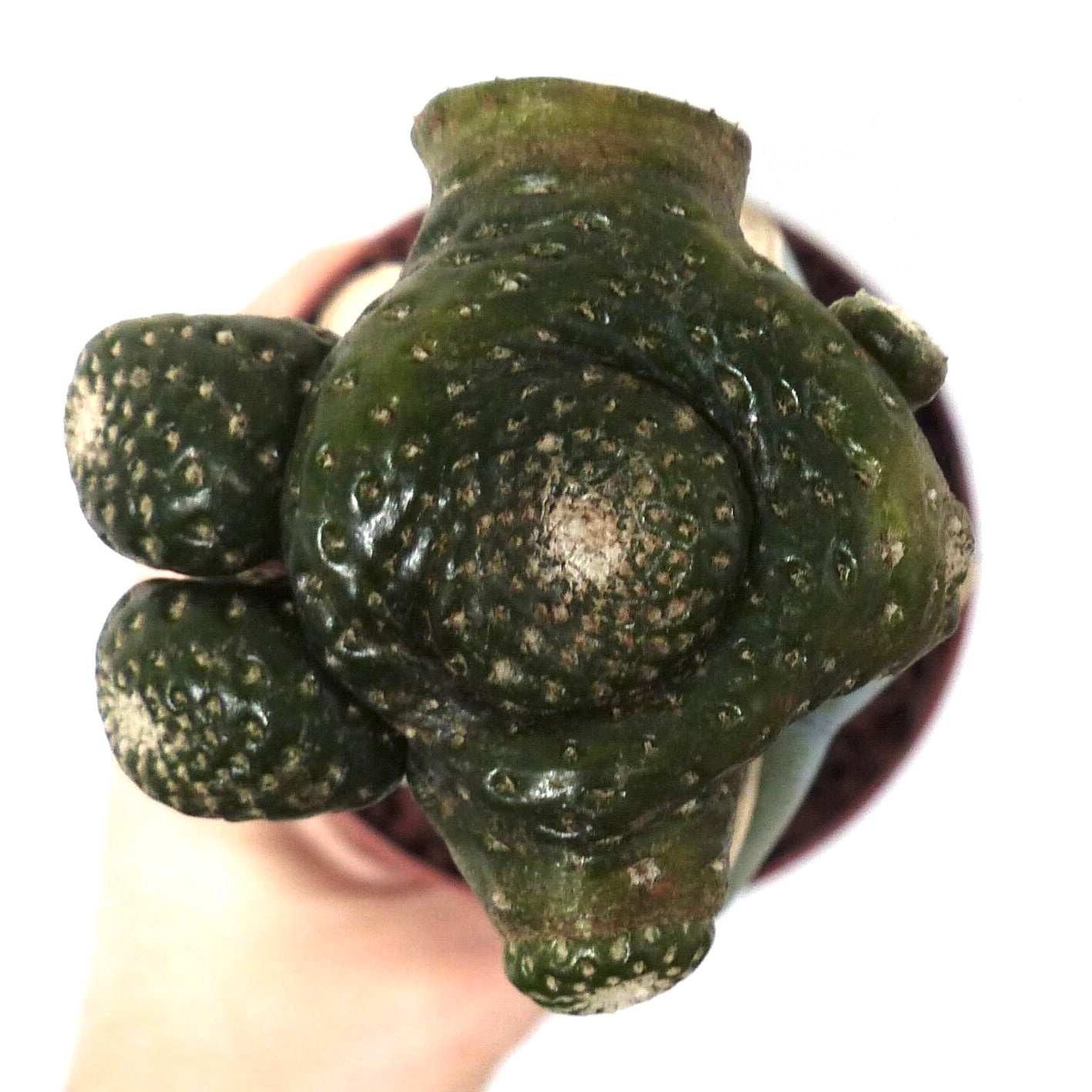 Blossfeldia mizqueana rare succulent cactus with dark green bumpy textured tubercles