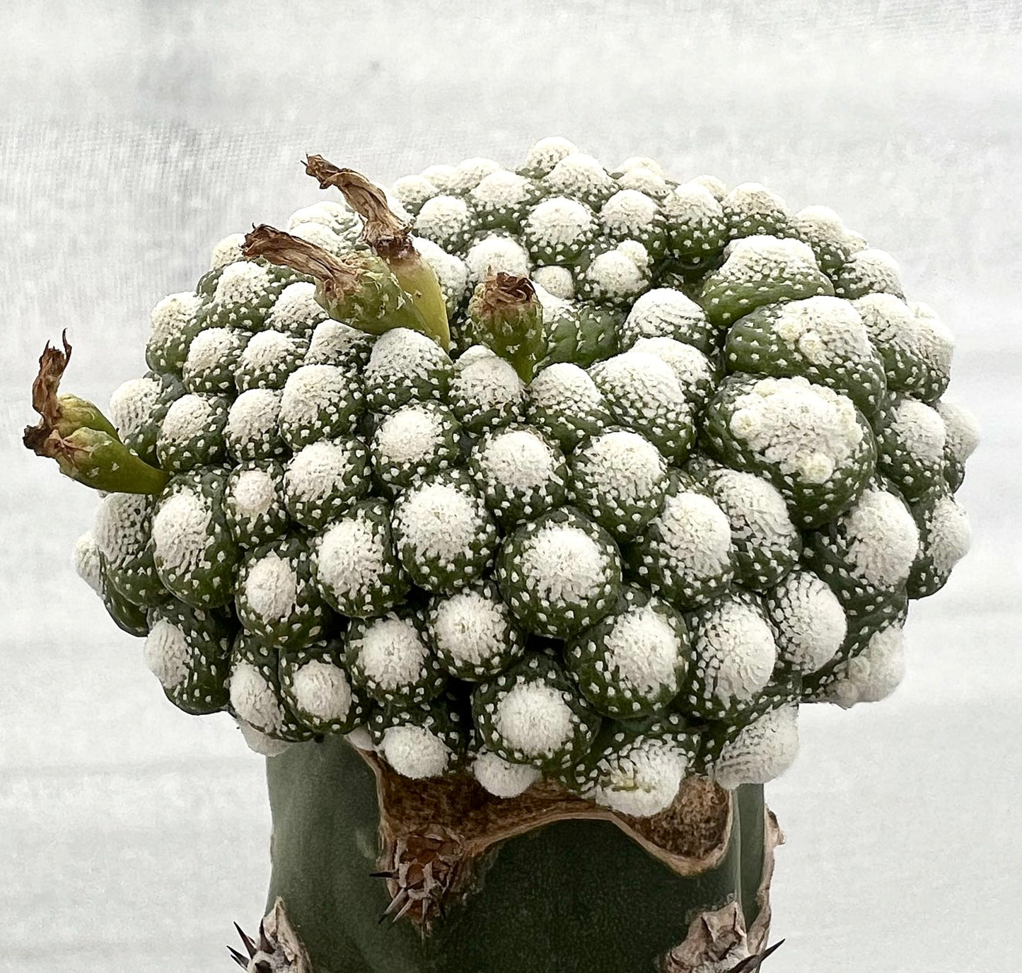 بلوسفيلديا ليليبوتانا نبتة صبار عصارية نادرة ذات عقيدات بيضاء كثيفة وقاعدة خضراء