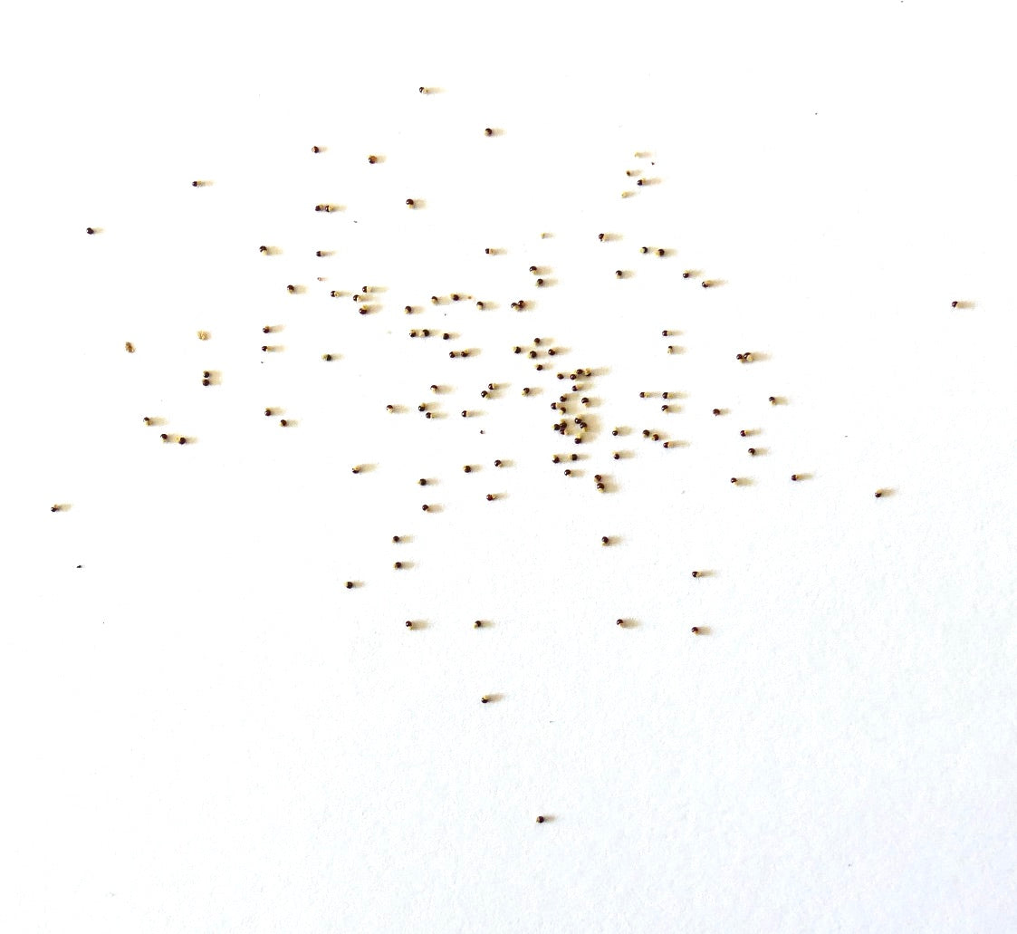 Blossfeldia pedicellata small cactus seeds scattered on white background