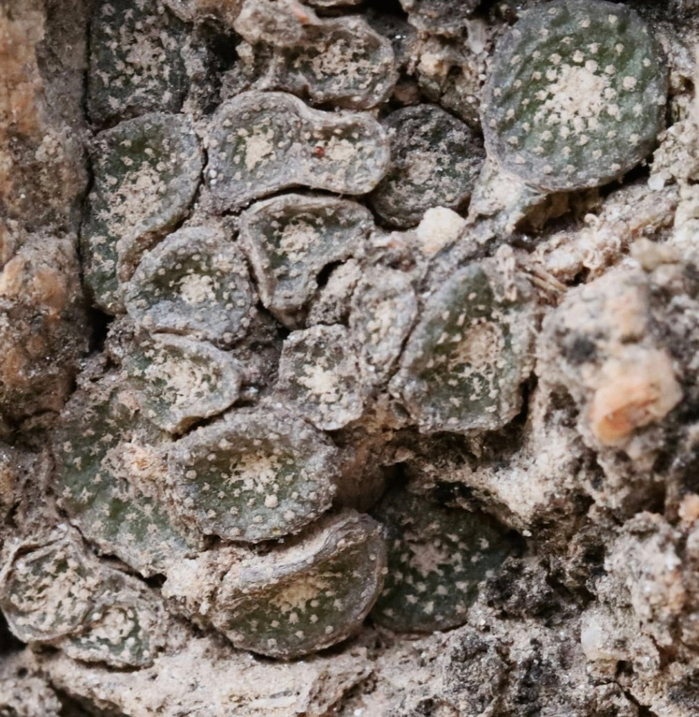 Blossfeldia sp., piccolo raro cactus succulento con tubercoli arrotondati e superficie dalla texture sabbiosa