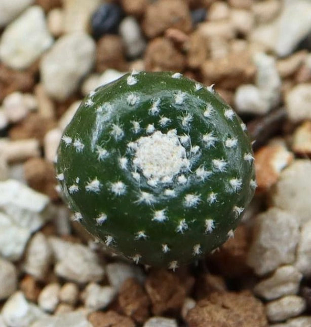Blossfeldia subterranea piccolo cactus succulento rotondo con areole bianche su corpo verde