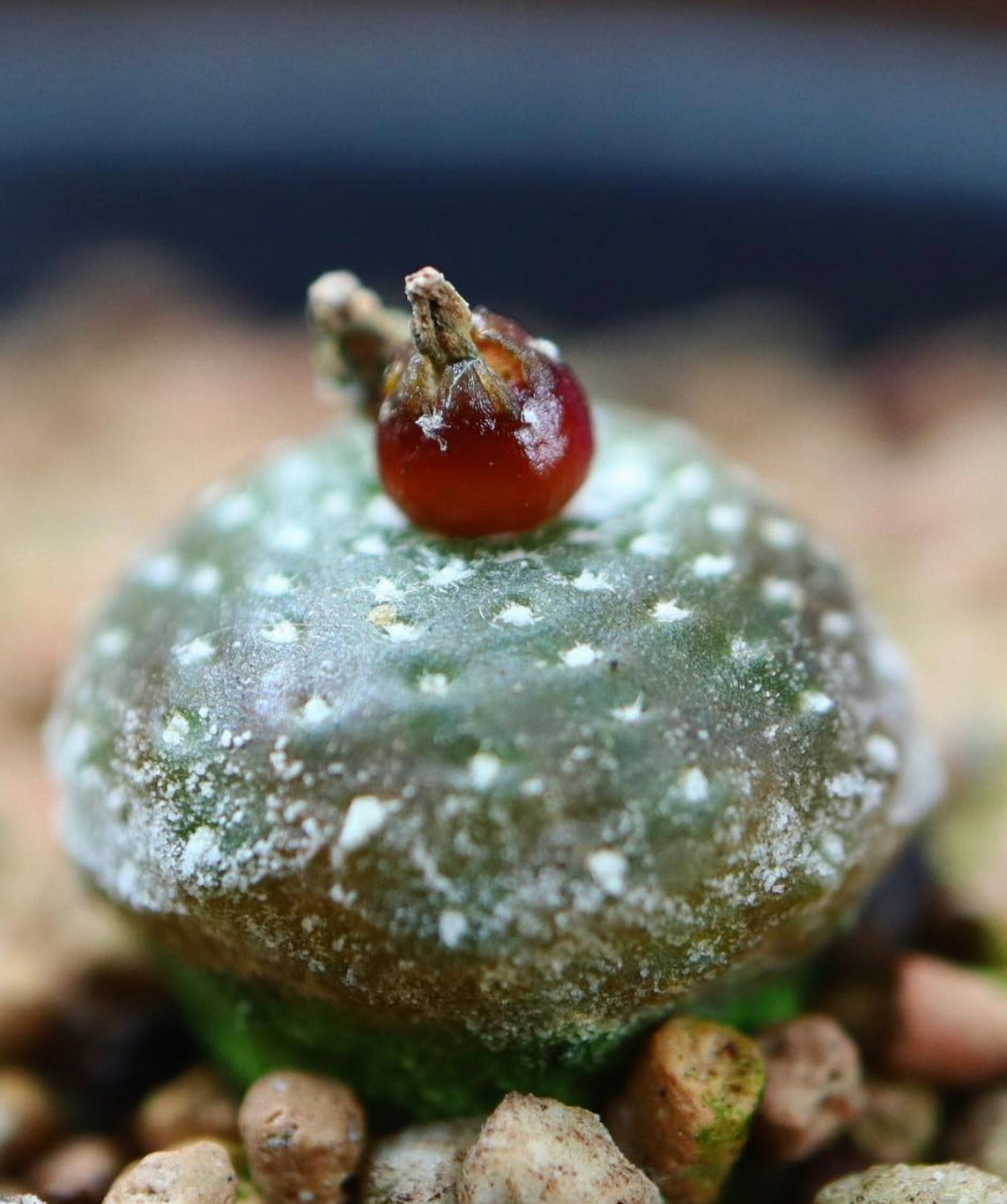 Blossfeldia tarabucoensis piccolo cactus succulento con corpo verde testurizzato e frutto rosso sulla sommità
