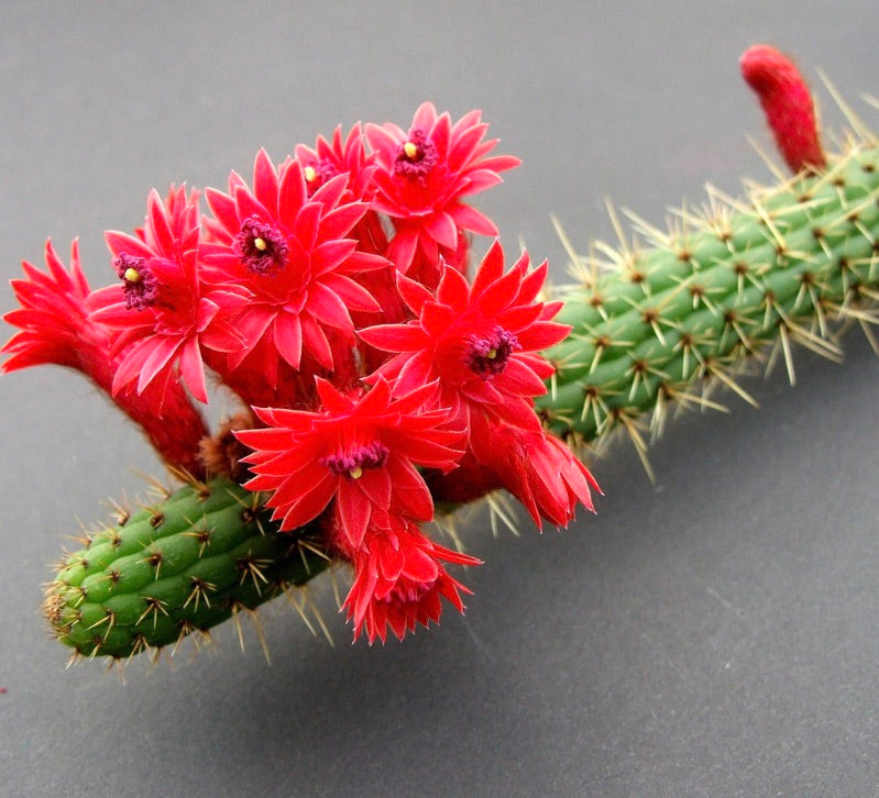 鮮やかな赤い花と鋭い棘を持つボリビセレウス・サマイパタヌス・サボテン