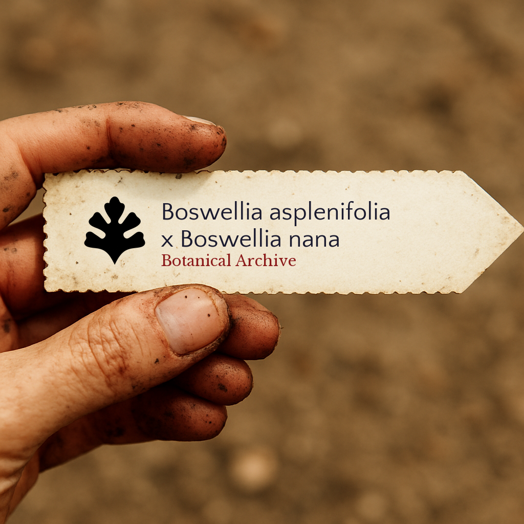 Trykket planteetikett for Boswellia asplenifolia x Boswellia nana holdt av skitten hånd utendørs