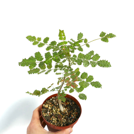 Boswellia sacra small potted plant with delicate green serrated leaves and woody stem