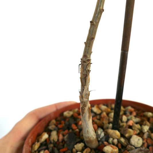 Boswellia sacra young woody stem with rough bark in a small pot with rocky soil
