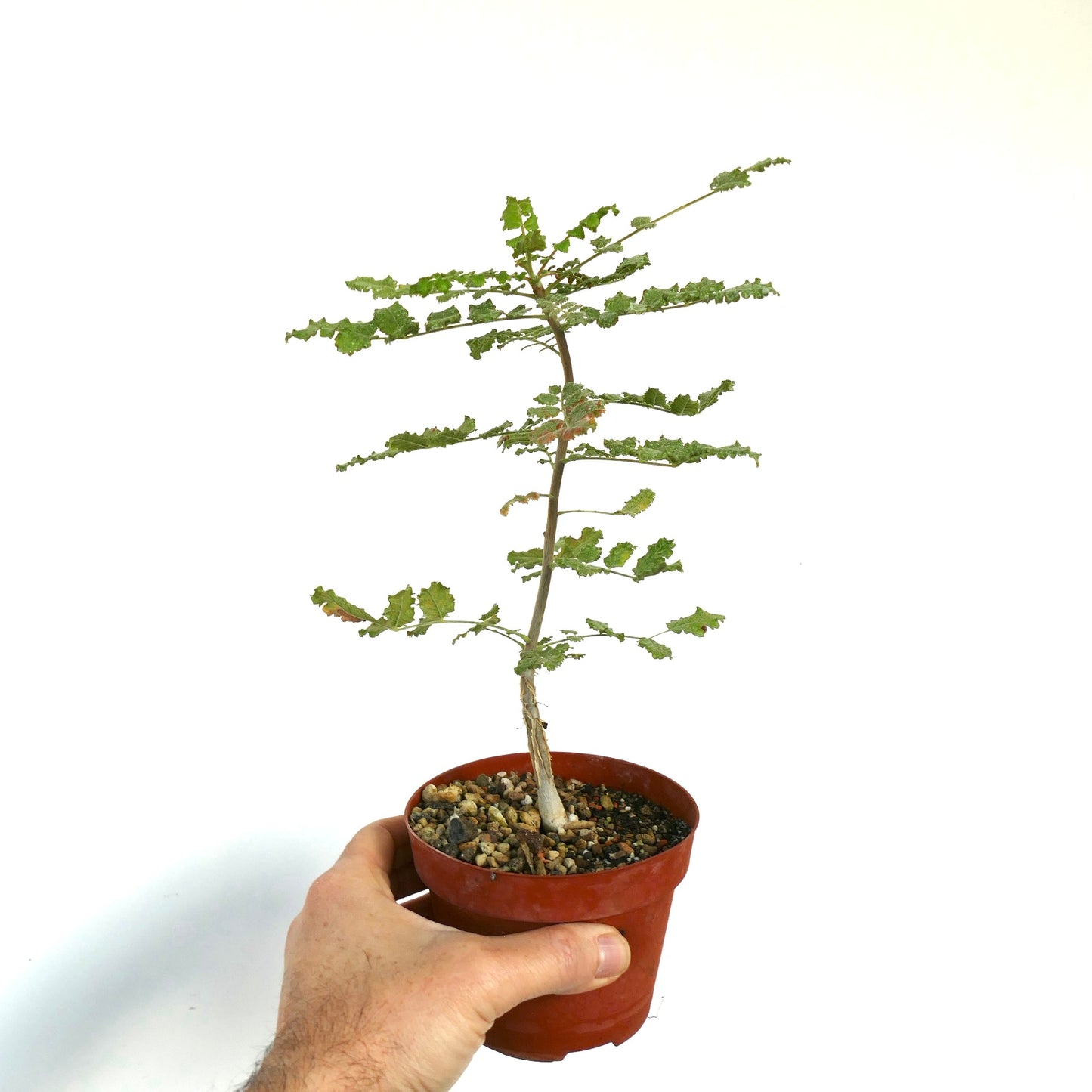 Boswellia sacra pequeño árbol suculento en maceta con delicadas hojas verdes serradas