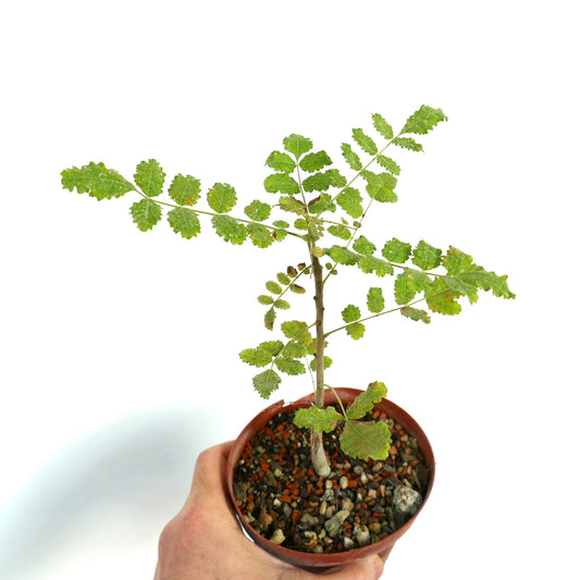 Boswellia sacra small potted plant with delicate green serrated leaves and slender stem