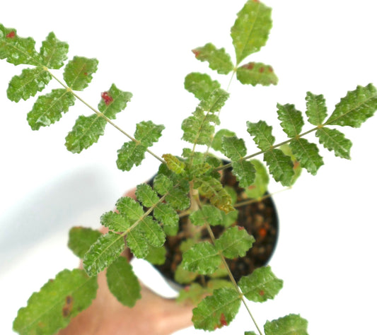 Boswellia sacra green compound leaves with serrated edges and reddish spots in pot
