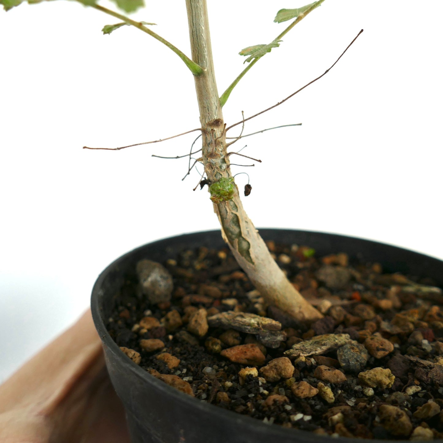 Boswellia sacra succulent plant with thick stem and small green leaves in pot