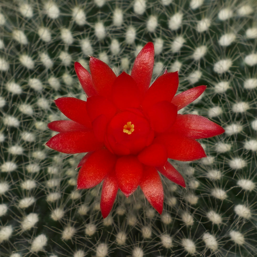 Brasilicactus haselbergii bright red flower on spiny green cactus with white areoles