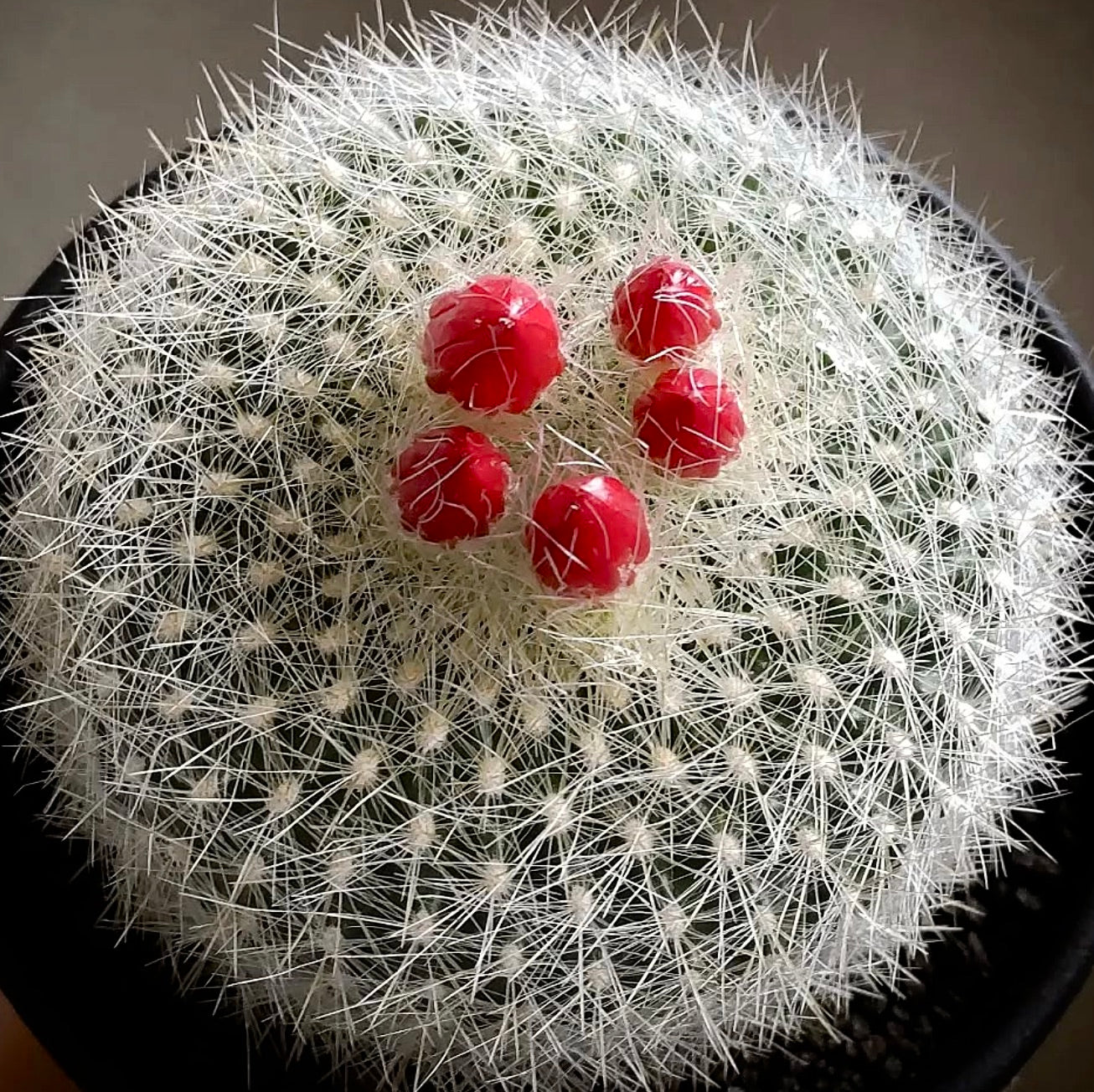 Brasilicactus haselbergii cactus rotondo con spine bianche dense e grappoli di frutti rossi vivaci