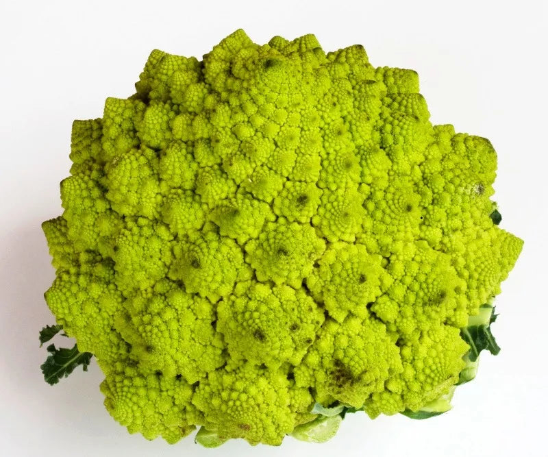 Brassica oleracea var. botrytis 'Romanesco Natalino Cauliflower Broccoli' bright green fractal vegetable head