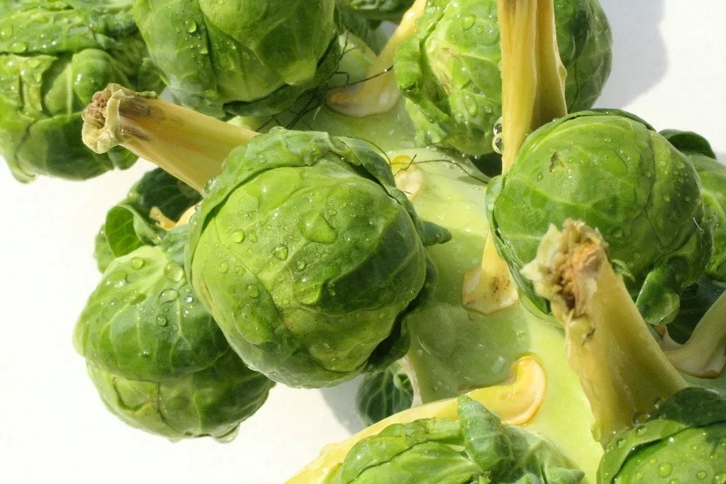 Brassica oleracea var. gemmifera bright green compact Brussels sprouts with water droplets