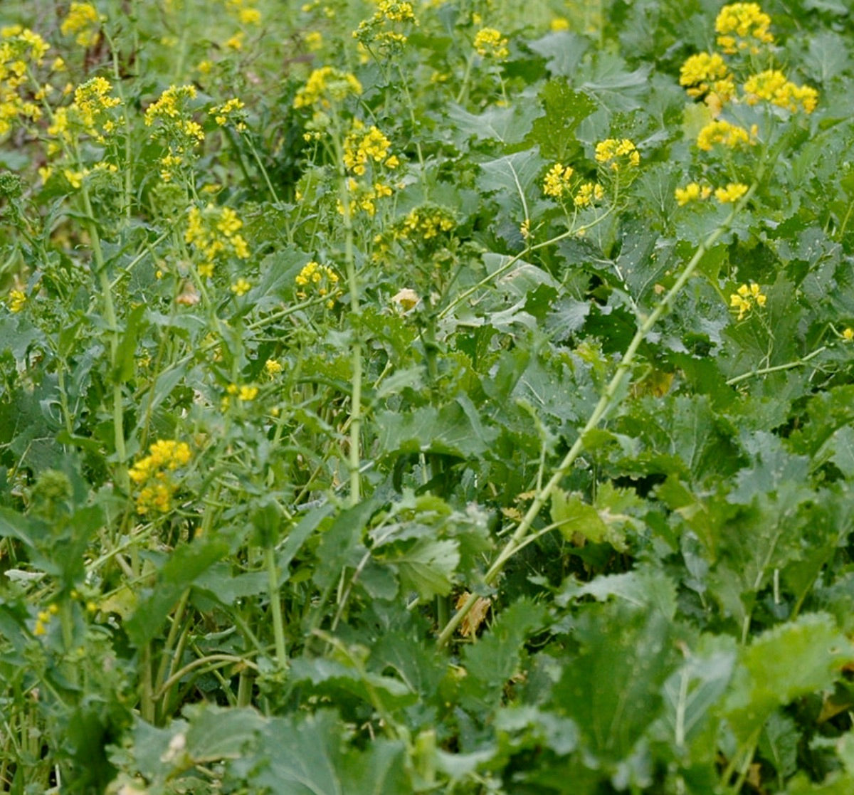 Brassica rapa cymosa bright green leafy plant with small yellow flowers in field