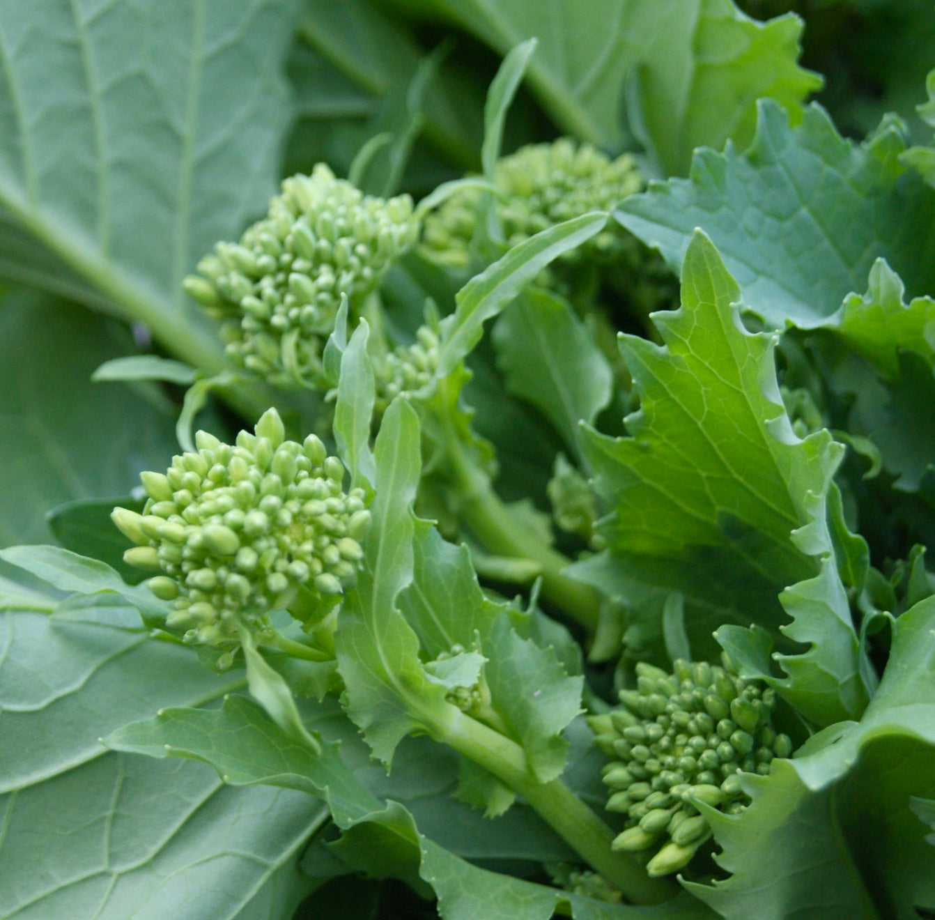 Brassica rapa var. cymosa fresh green leafy vegetable with clustered flower buds