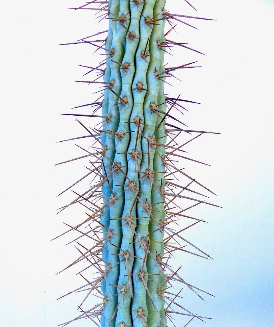 Browningia hertlingiana tall succulent cactus with bluish-green ribs and long sharp brown spines