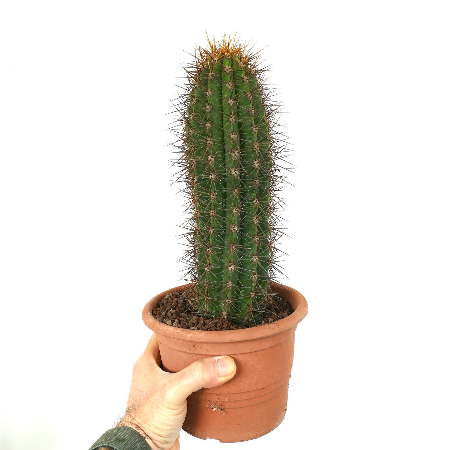 Browningia candelaris alto cactus verde con espinas marrones afiladas en maceta de terracota