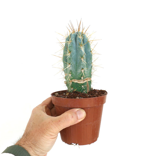 Browningia hertlingiana succulent cactus with tall green ribbed stem and long yellow spines in pot