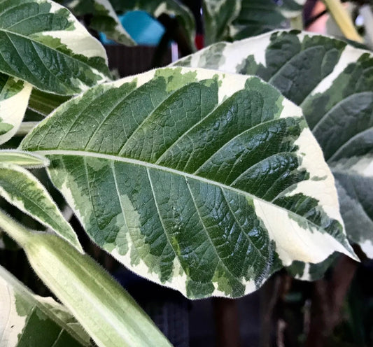 Brugmansia arborea variegated green and white textured leaves close-up