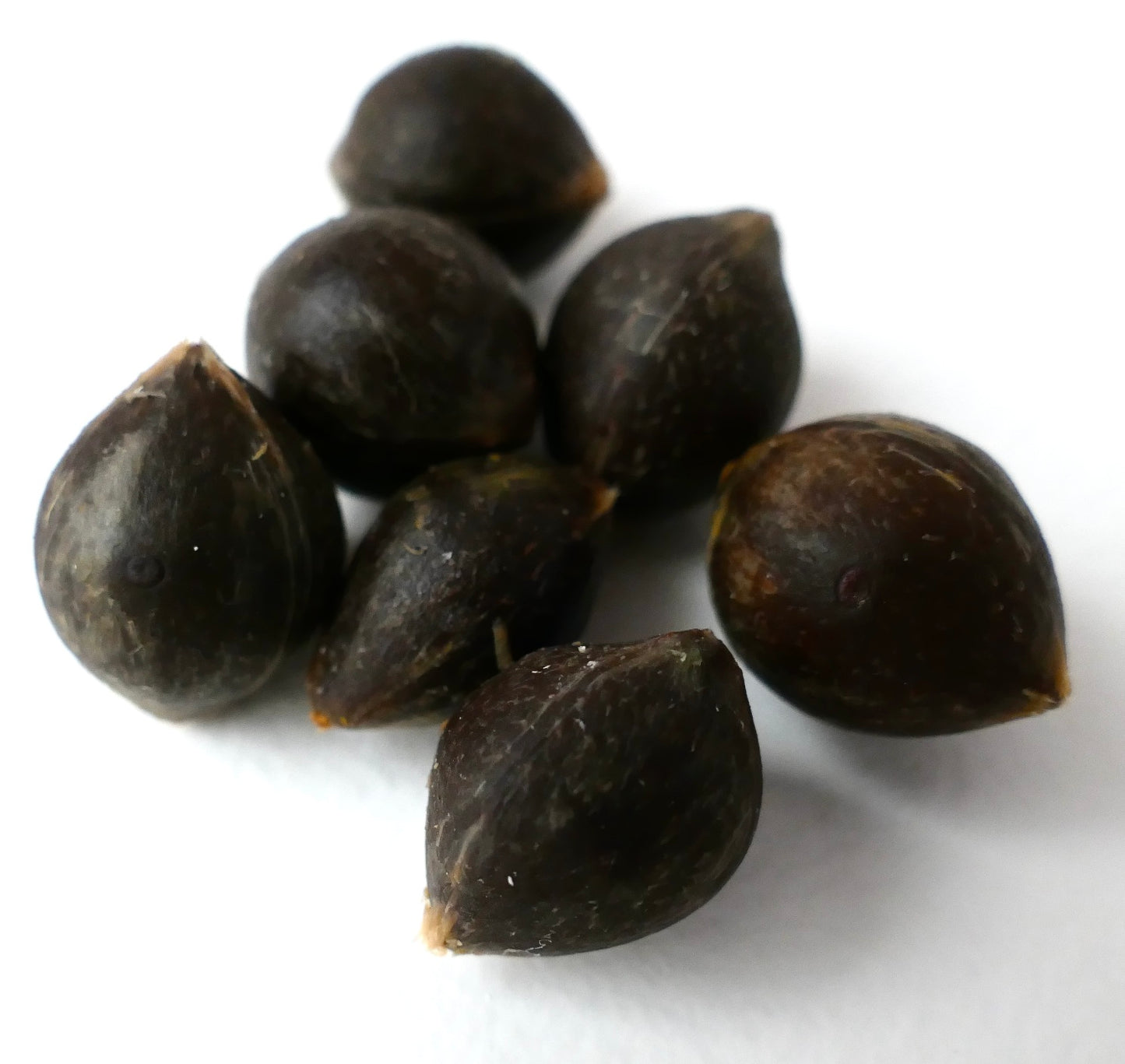 Butia capitata dunkelbraune, glänzende Samen mit glatter, strukturierter Oberfläche Nahaufnahme