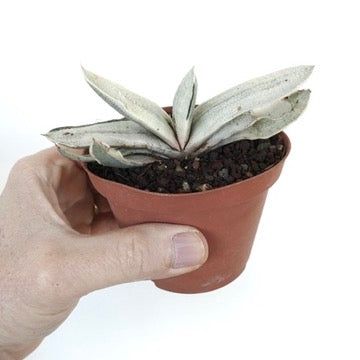 Gasteria batesiana succulent with thick, pointed, pale variegated leaves in small pot