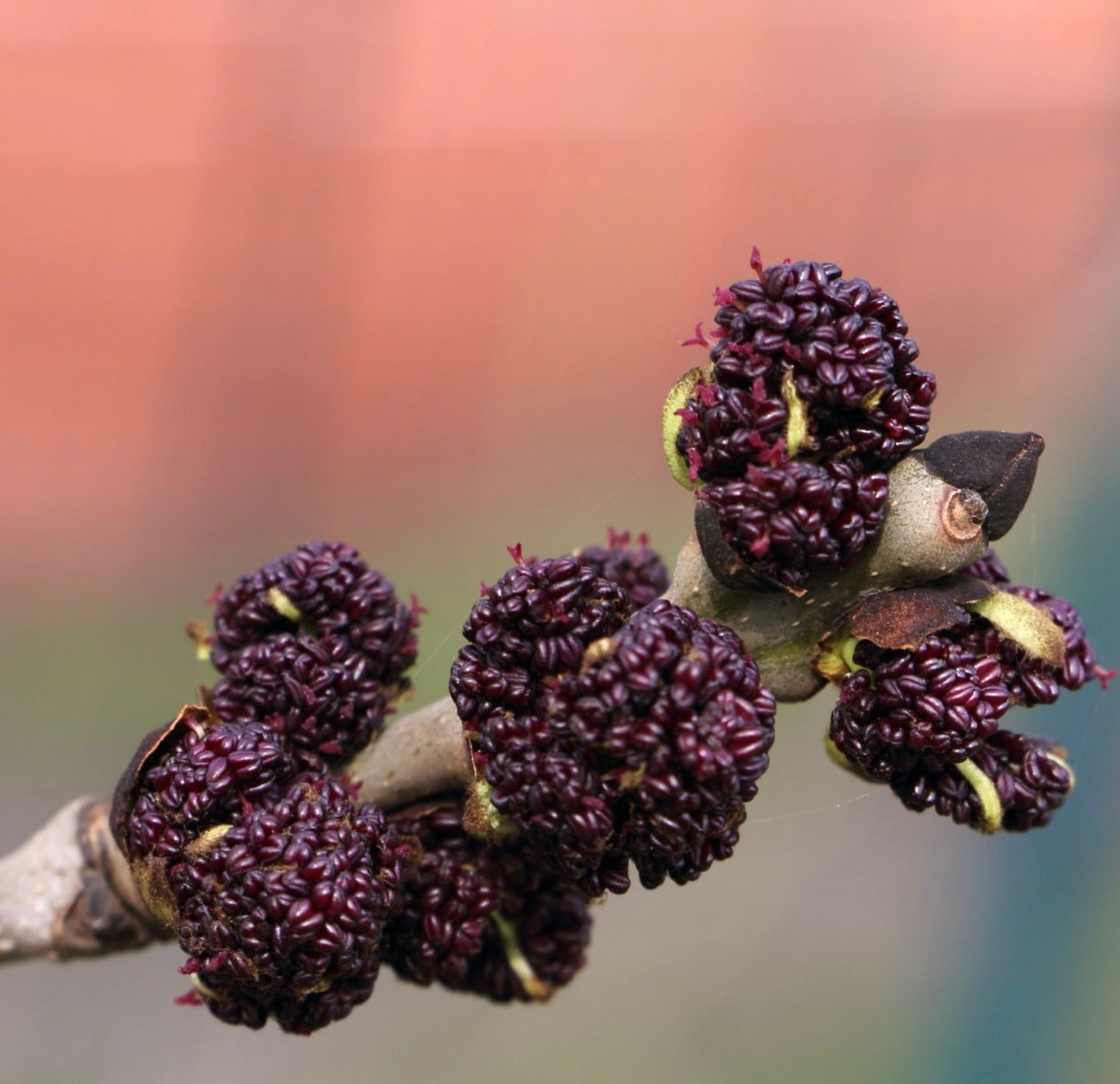 Fraxinus excelsior branch with clustered dark purple seed pods and rough bark texture
