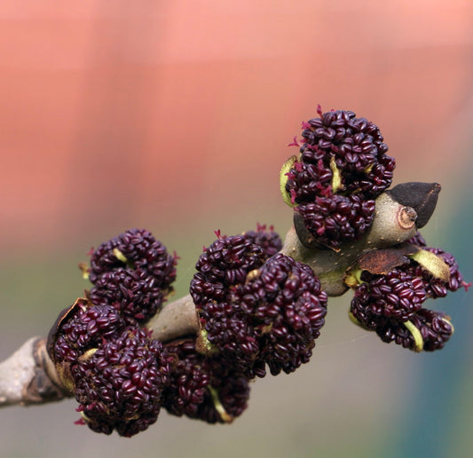 Fraxinus excelsior branch with clustered dark purple seed pods and rough bark texture