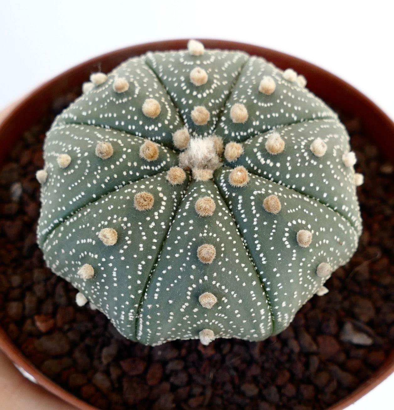 Astrophytum asterias green star-shaped cactus with white dots and soft beige areoles in pot