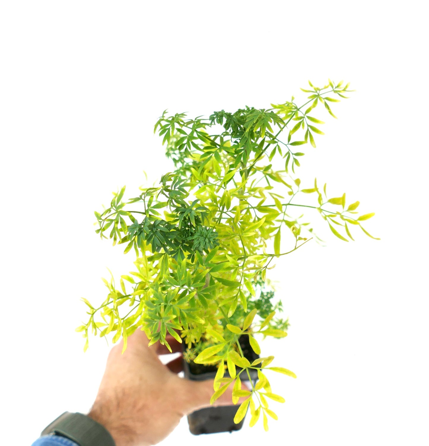 Ruta graveolens planta de hierba de follaje delicado verde brillante en maceta pequeña