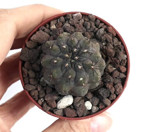 Copiapoa cinerea small dark green succulent cactus with black spines in rocky soil