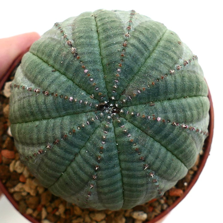 Euphorbia symmetrica GREEN