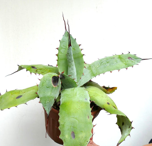 Agave cerulata X eborispina X bovicornuta F3 succulent hybrid with broad green leaves and sharp reddish spines