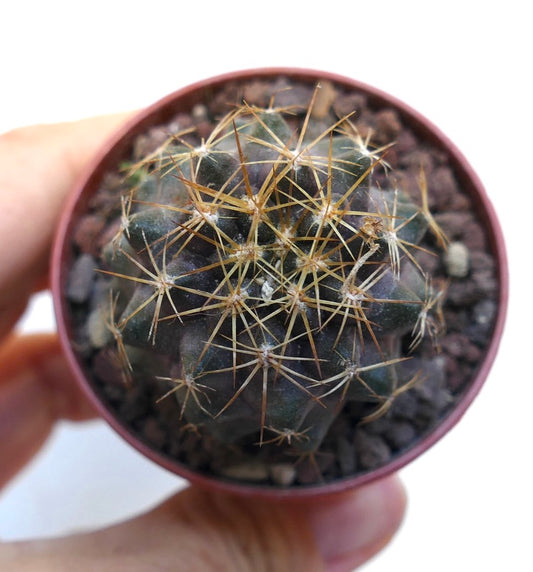 Piccolo cactus succulento Copiapoa goldii con spine dorate e corpo verde scuro in vaso