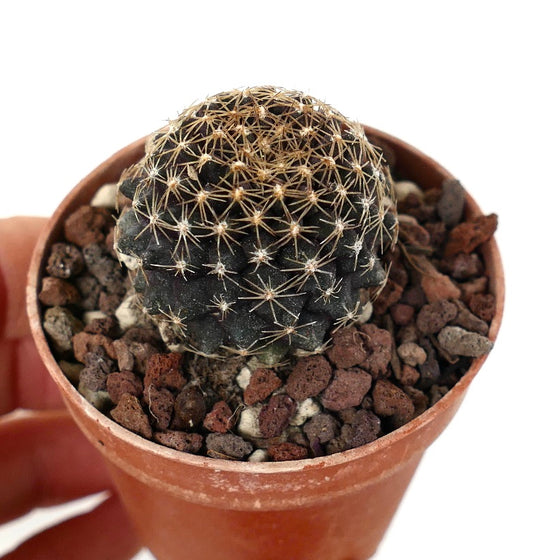 Copiapoa tenuissima small dark green cactus with dense golden spines in terracotta pot