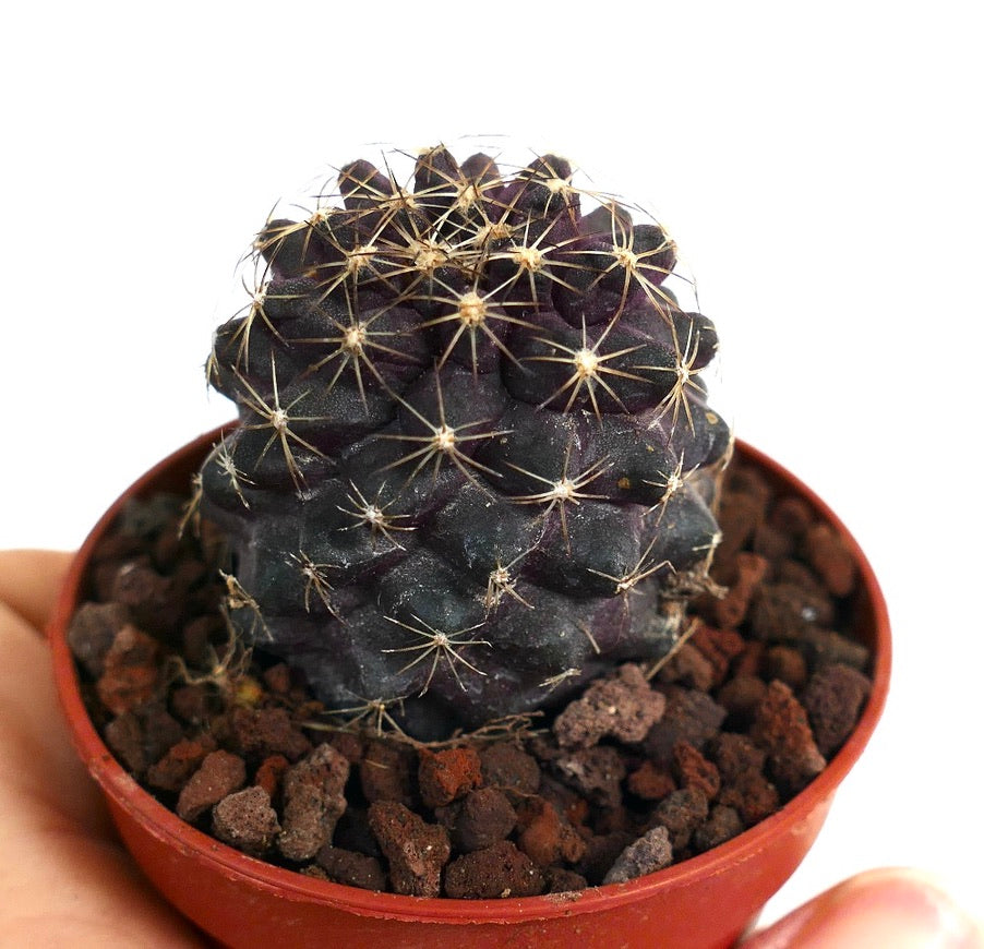 Copiapoa tenuissima dark purple succulent cactus with thin spines in small pot