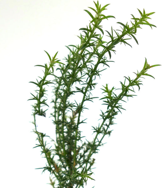 Ulex europaeus green spiny shrub with slender branches and needle-like leaves