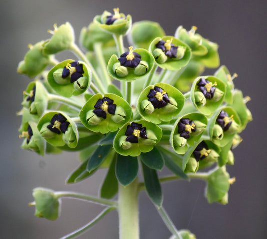 Euphorbia characias 10-15cm