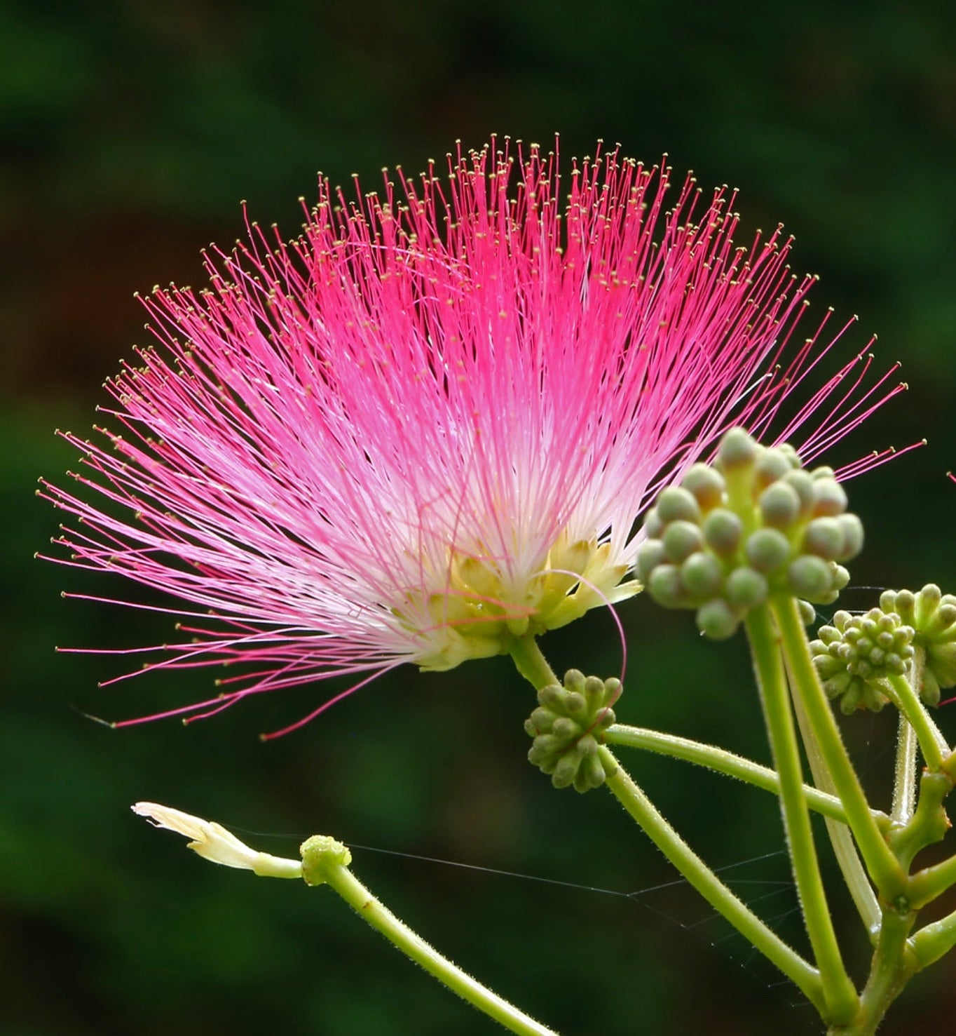 Albizia julibrissin vibrant pink and white powder puff flower with green buds and stems