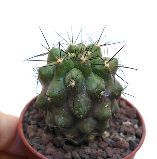 Copiapoa cinerea x atacamensis small green cactus with prominent long dark spines in pot