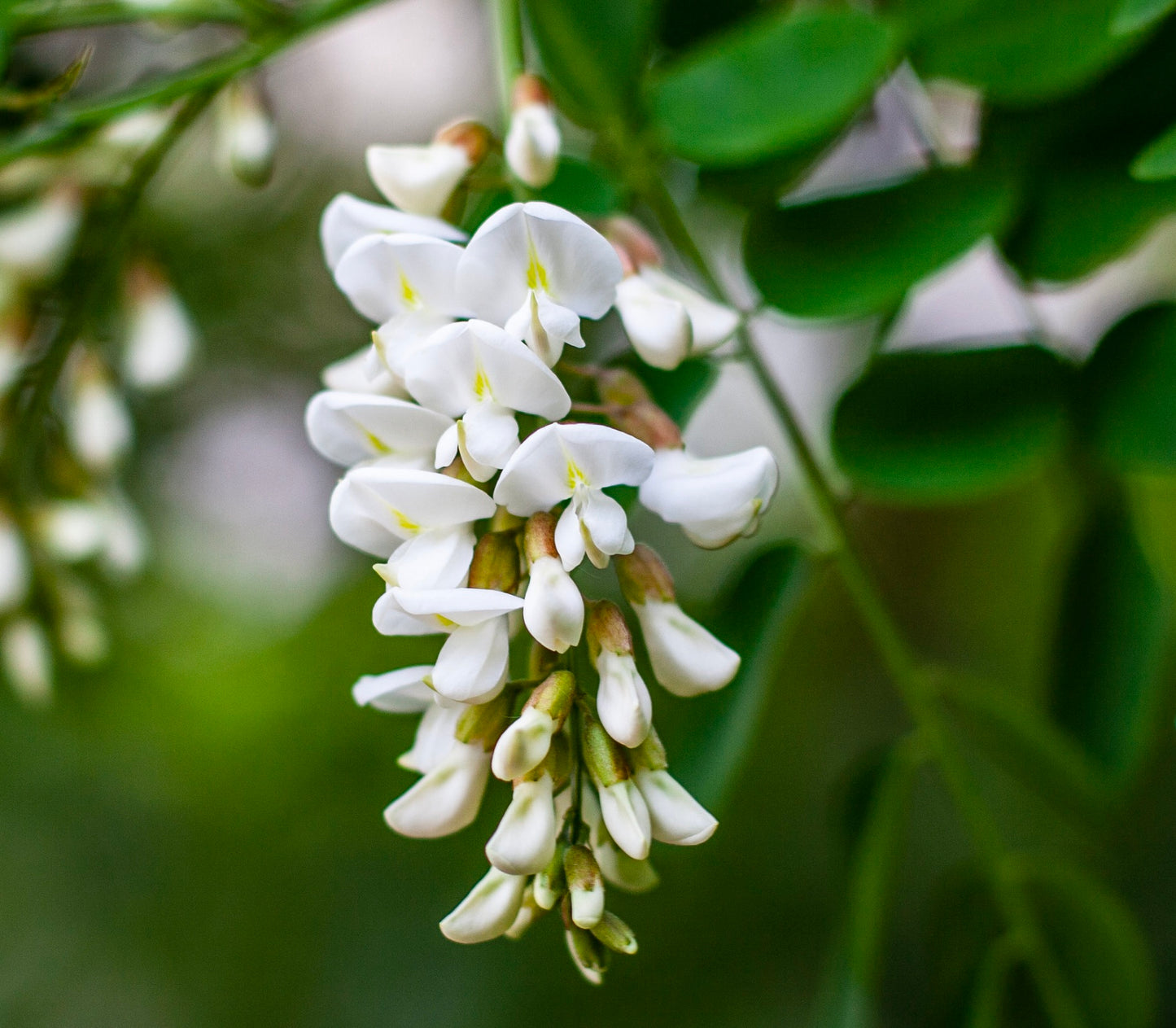Robinia pseudoacacia delicate white clustered flowers with green foliage background