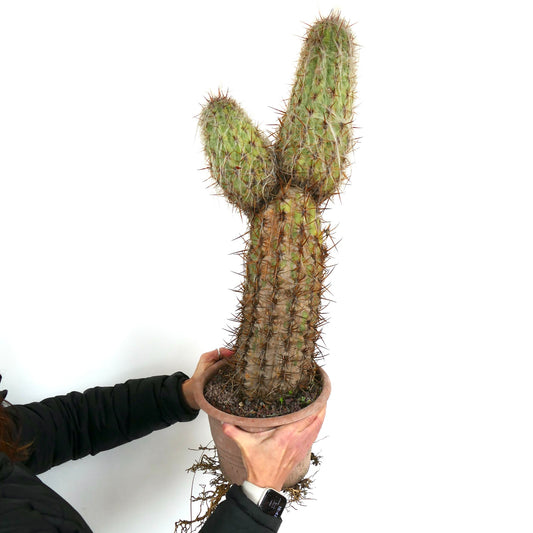 Oreocereus celsianus branched succulent cactus with dense brown spines in terracotta pot