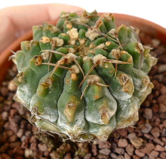 Gymnocalycium vatteri succulent cactus with thick ribs and long brown spines in pot
