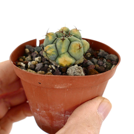 Thelocactus hexaedrophorus small variegated succulent cactus with yellow-green tubercles and spines in pot