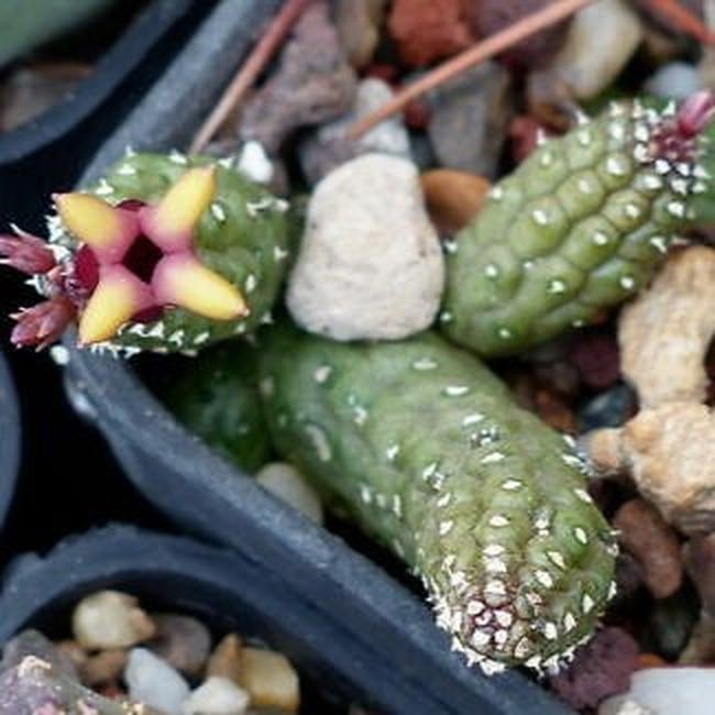 Echidnopsis watsonii succulent cactus with star-shaped yellow and pink flowers and textured green stems