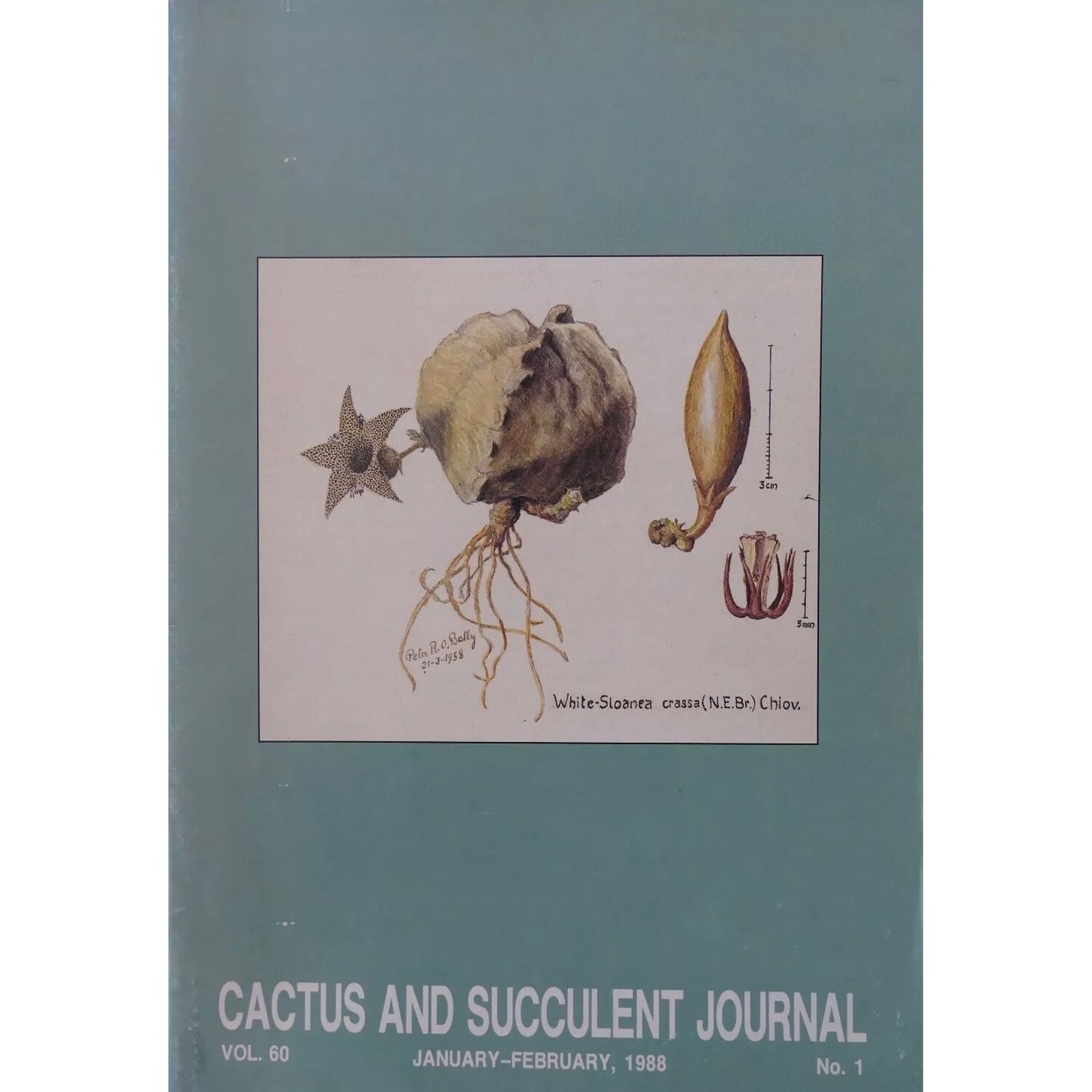 Sloanea crassa succulent plant botanical illustration with bulbous root and seed pod details