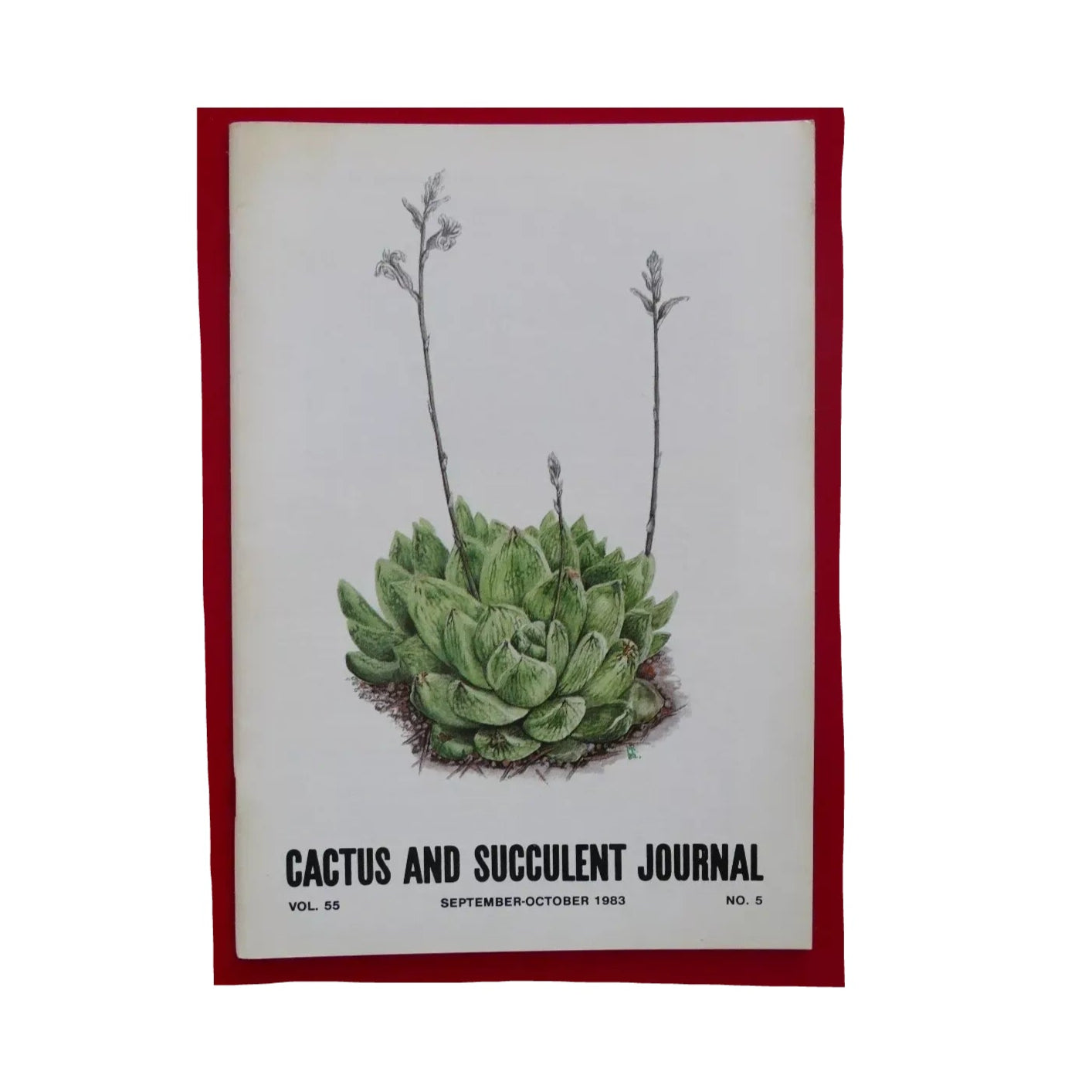Succulent rosette with tall flowering stalks from Cactus and Succulent Journal