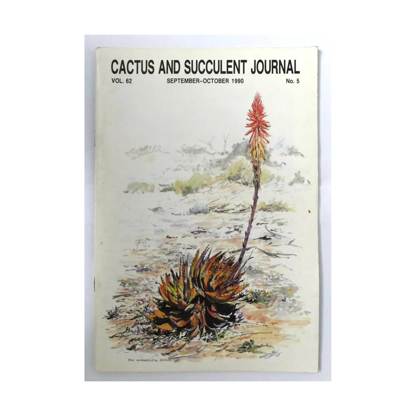 Aloe melanacantha rare succulent with spiky rosette and tall red flower stalk