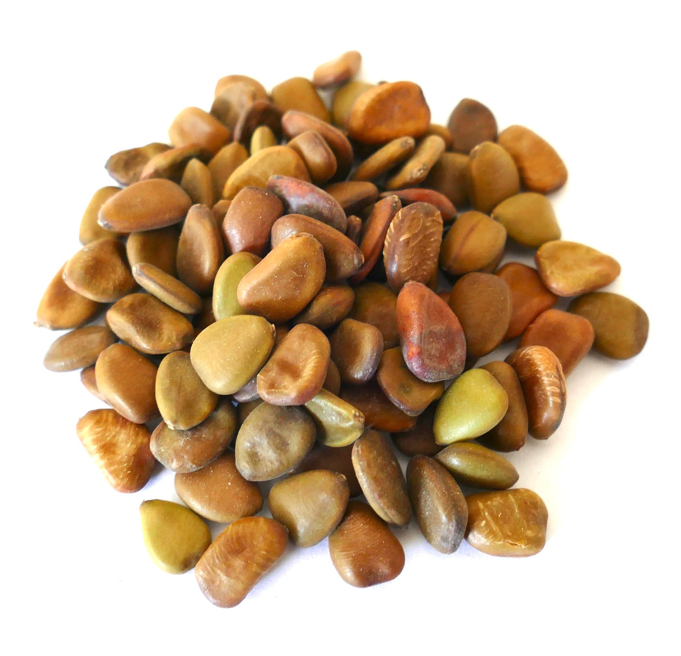 Caesalpinia pulcherrima smooth brown and green seeds close-up on white background
