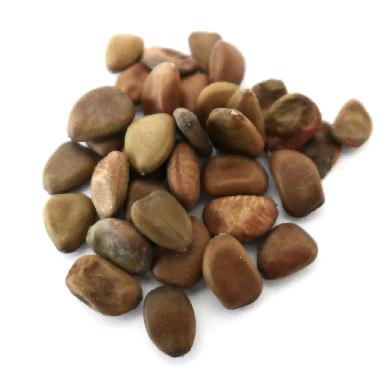 Caesalpinia pulcherrima brown smooth seeds for ornamental flowering shrub cultivation